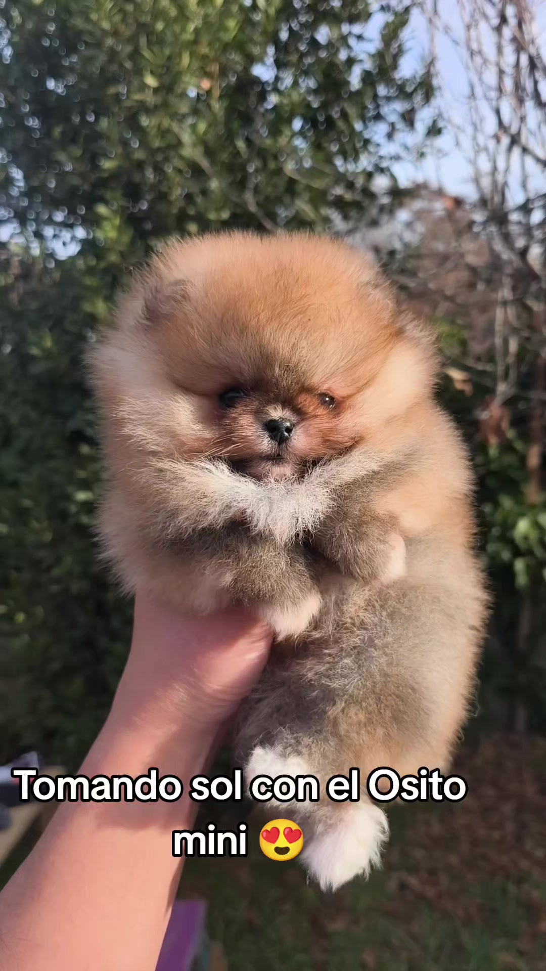 @Pomerania chile