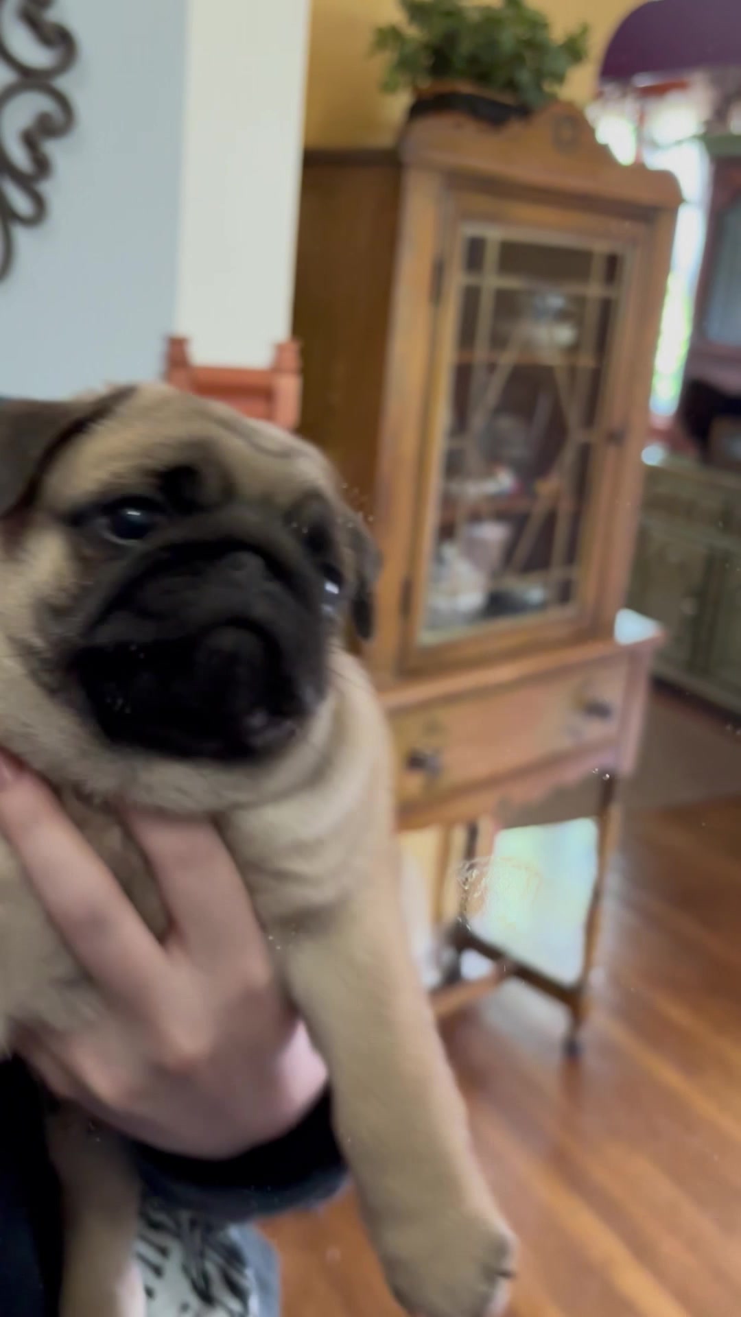 @thewinterpug