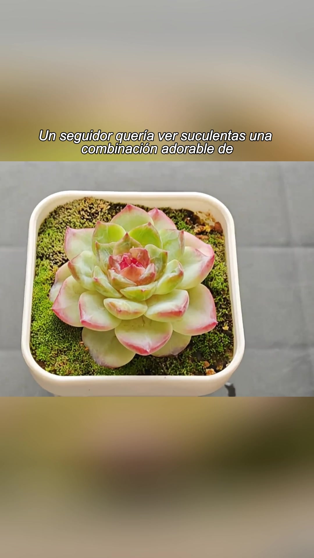 @fspoom