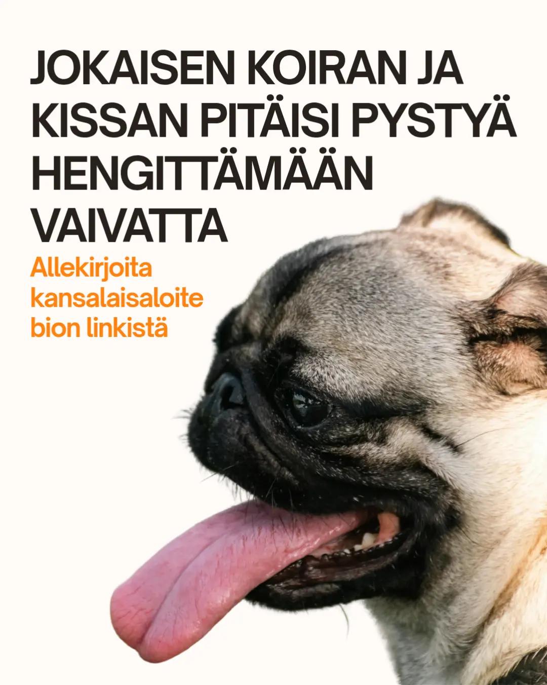 @Kaisa | koirien puolella 🐶