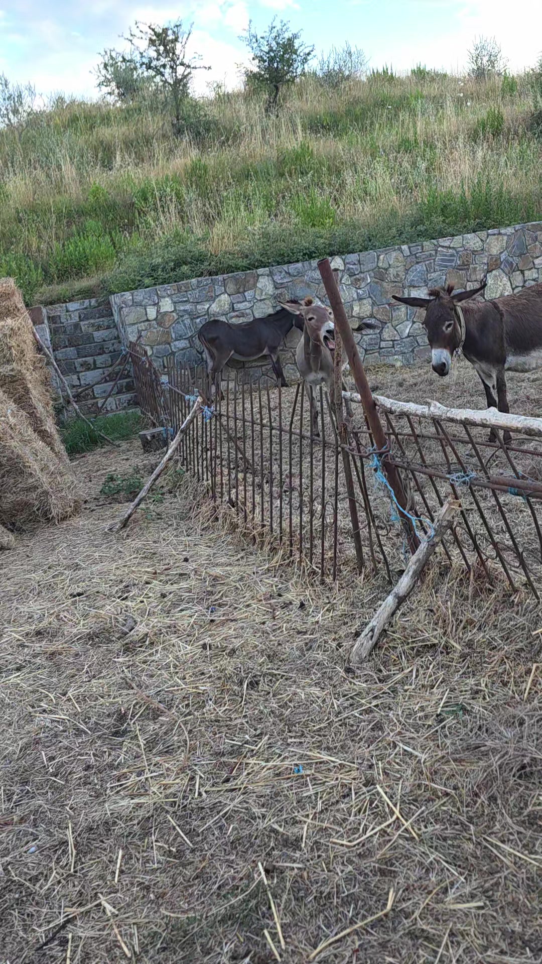 @Klodi Gazulli