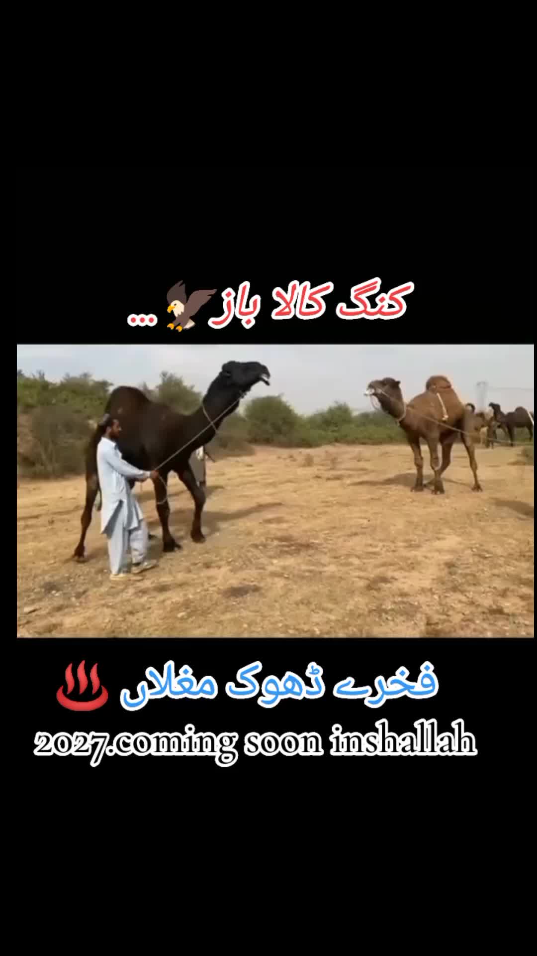 @🦅کالا باز🦅فخرے ڈھوک مغلاں♨️