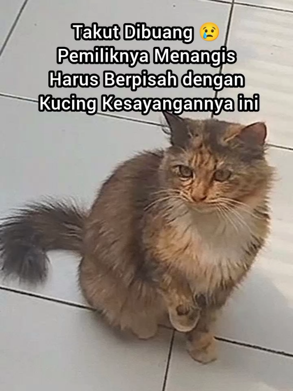 @Kucing Rumah Ronal