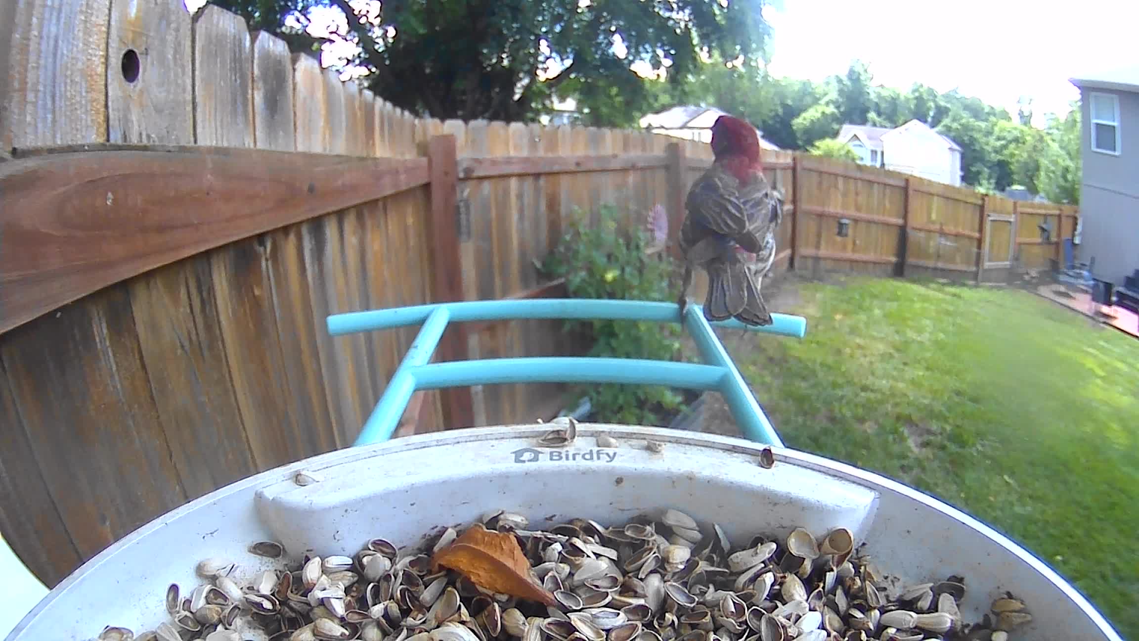 @Crazy Bird Lady