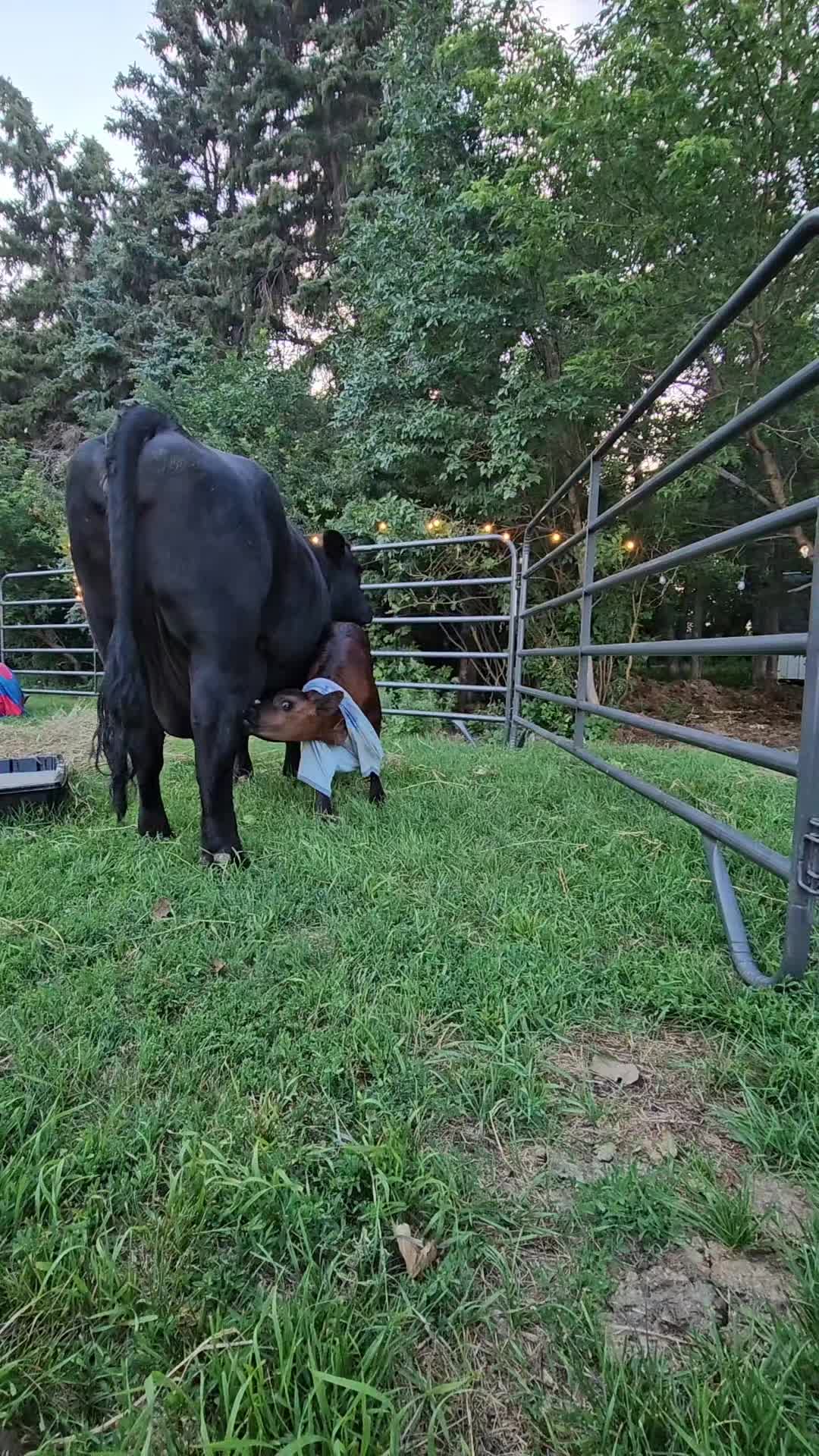 @Dakotafunnyfarm
