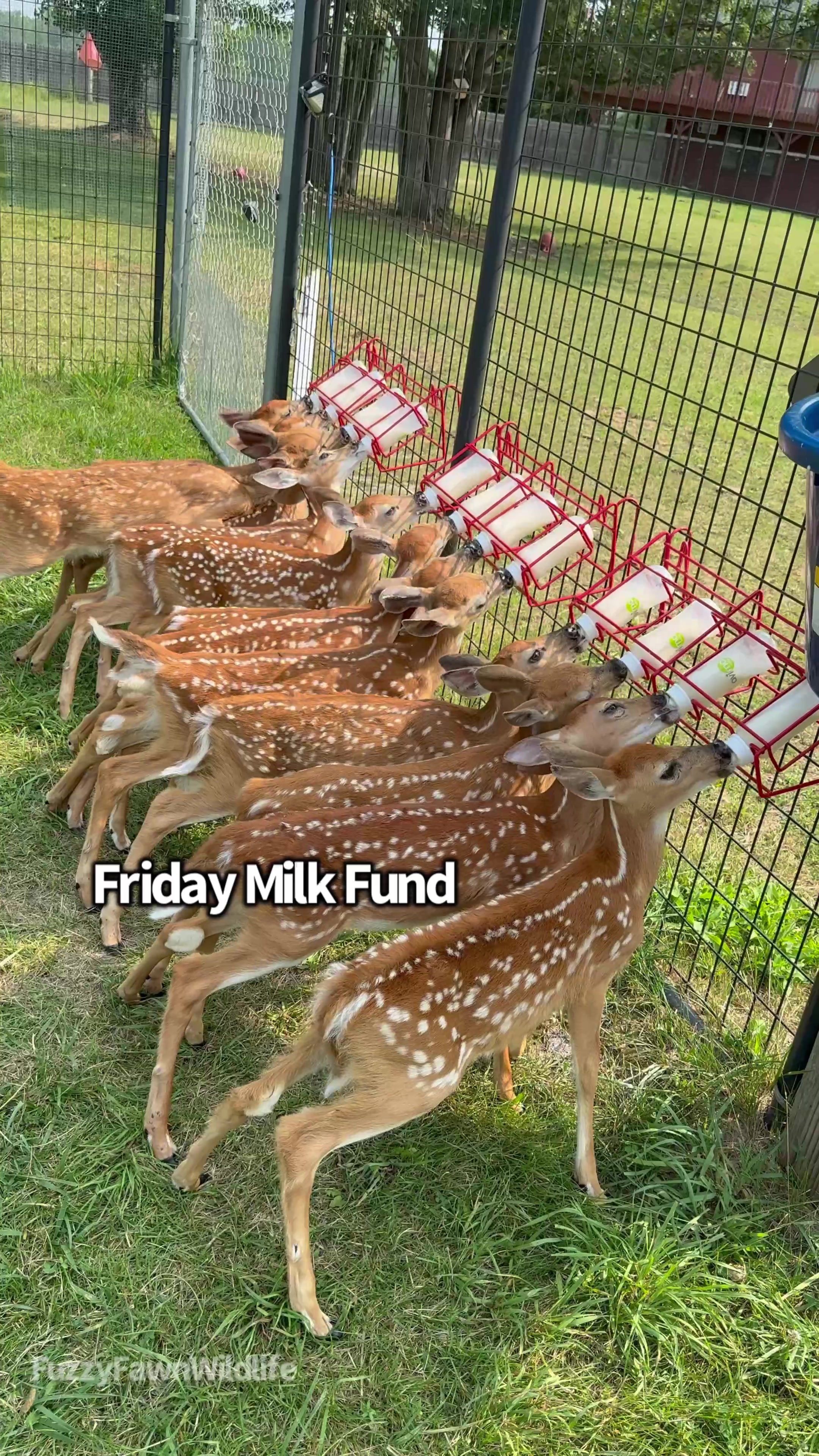 @Fuzzy Fawn Wildlife
