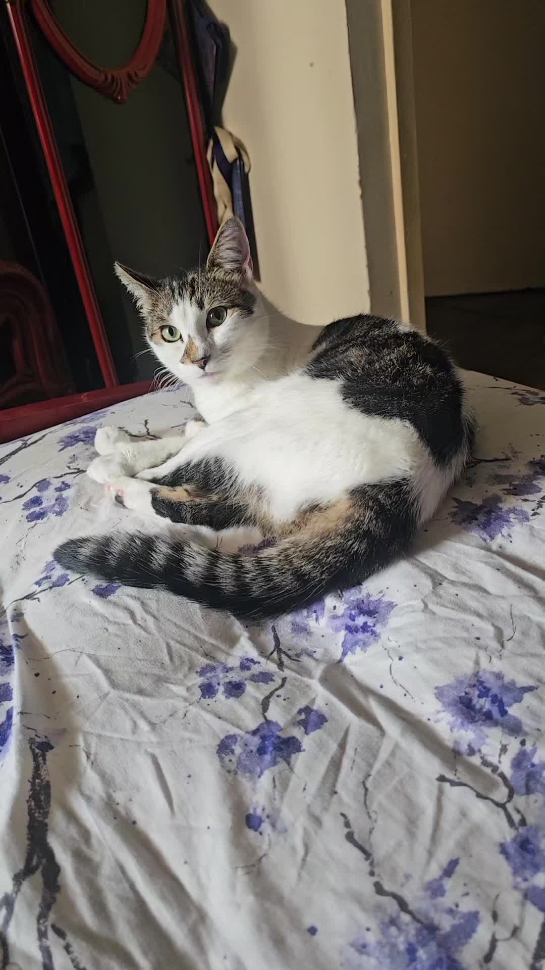 @cairo🐈