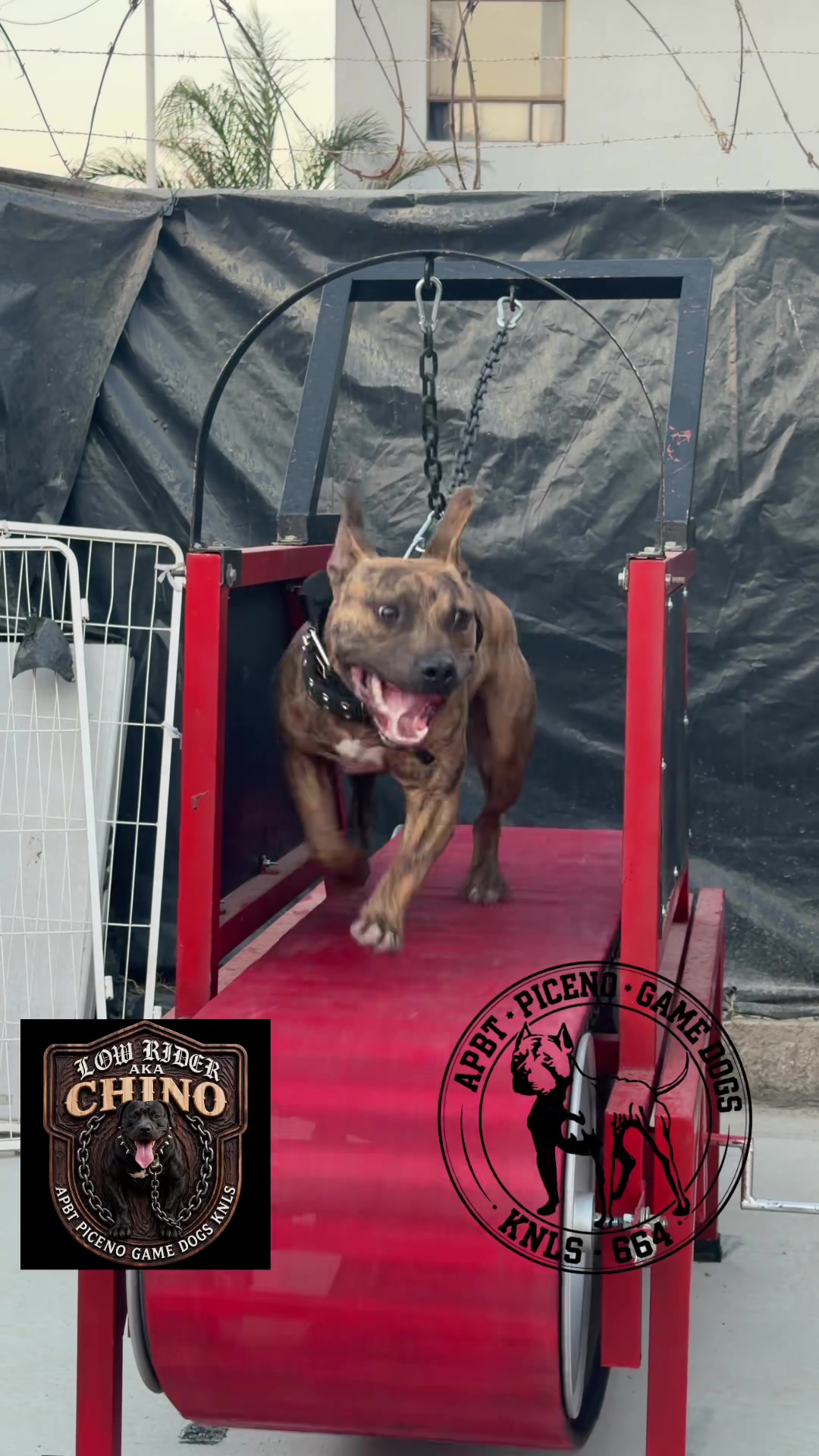 @PICENO GAME DOGS KNLS