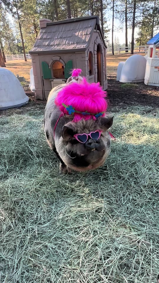 @thewinstonthepig