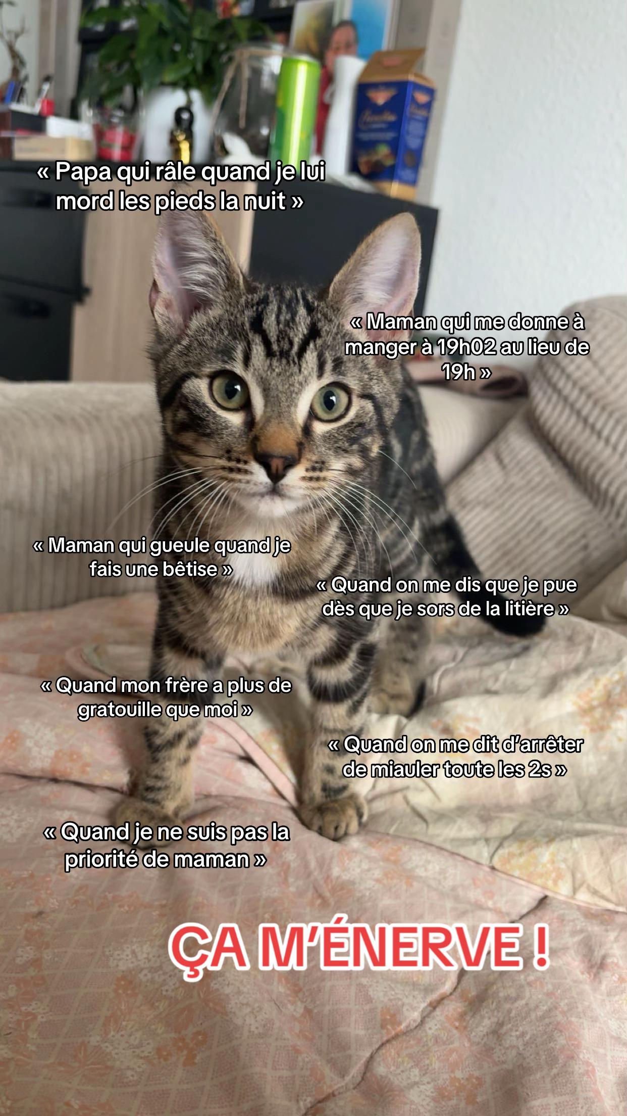 @Had&egrave;s & Zeus 🐱⚡️