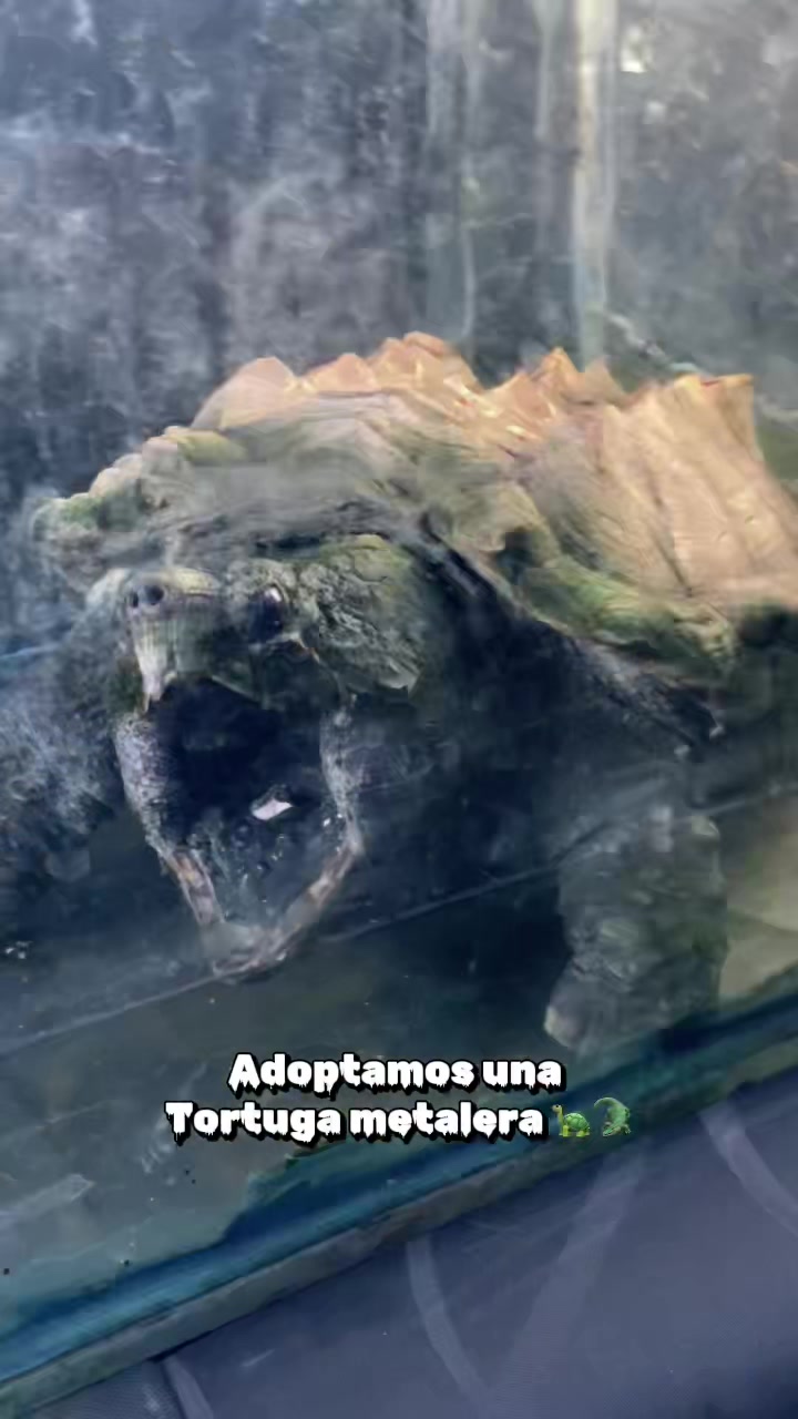 @Ibonne  Guzm&aacute;n 💎🐍