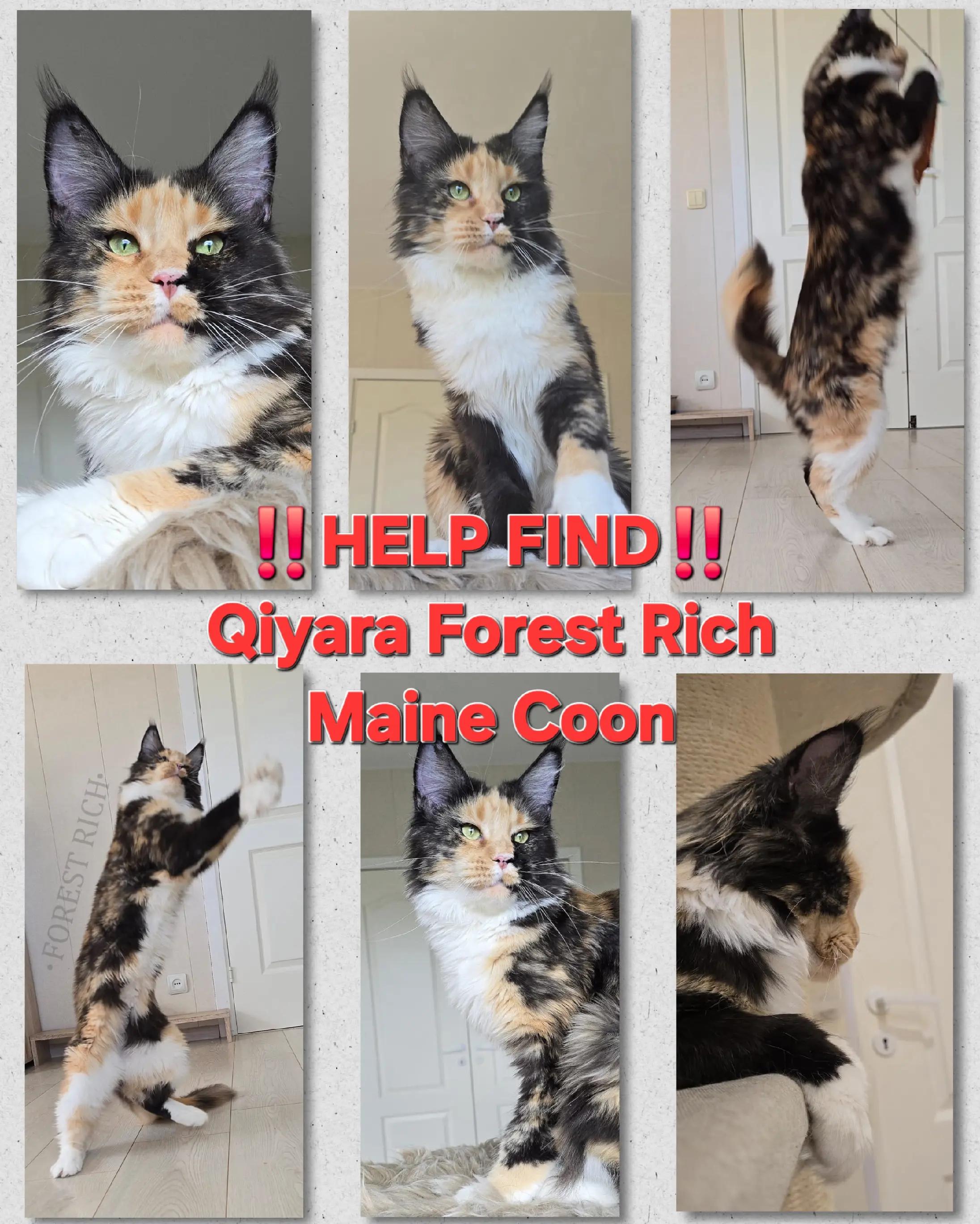 @Maine Coon Cattery Forest Rich