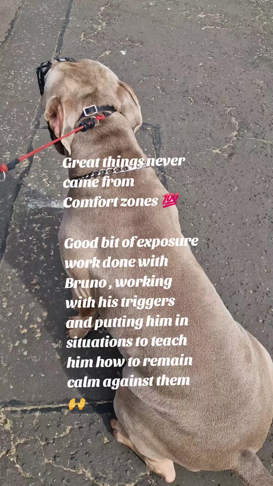 @The Dog Mother Lanarkshire