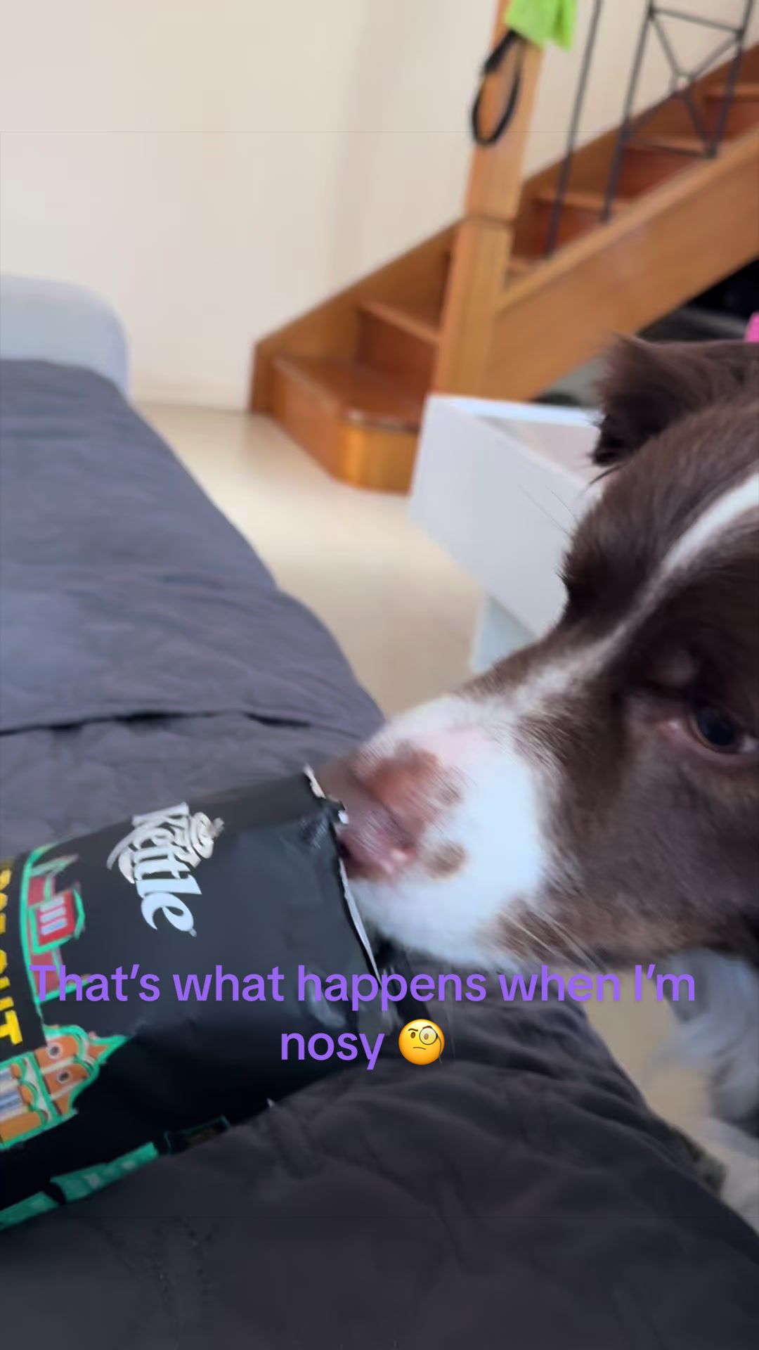 @Just Flame and his Human