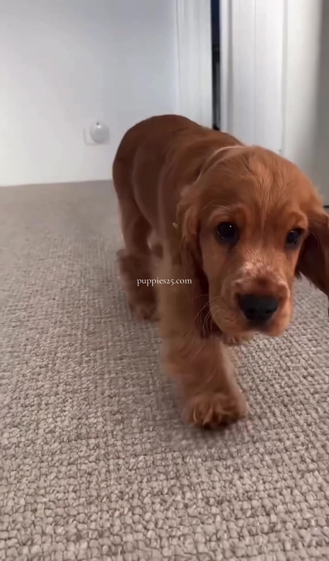 @PUPPIES25&bull;COM