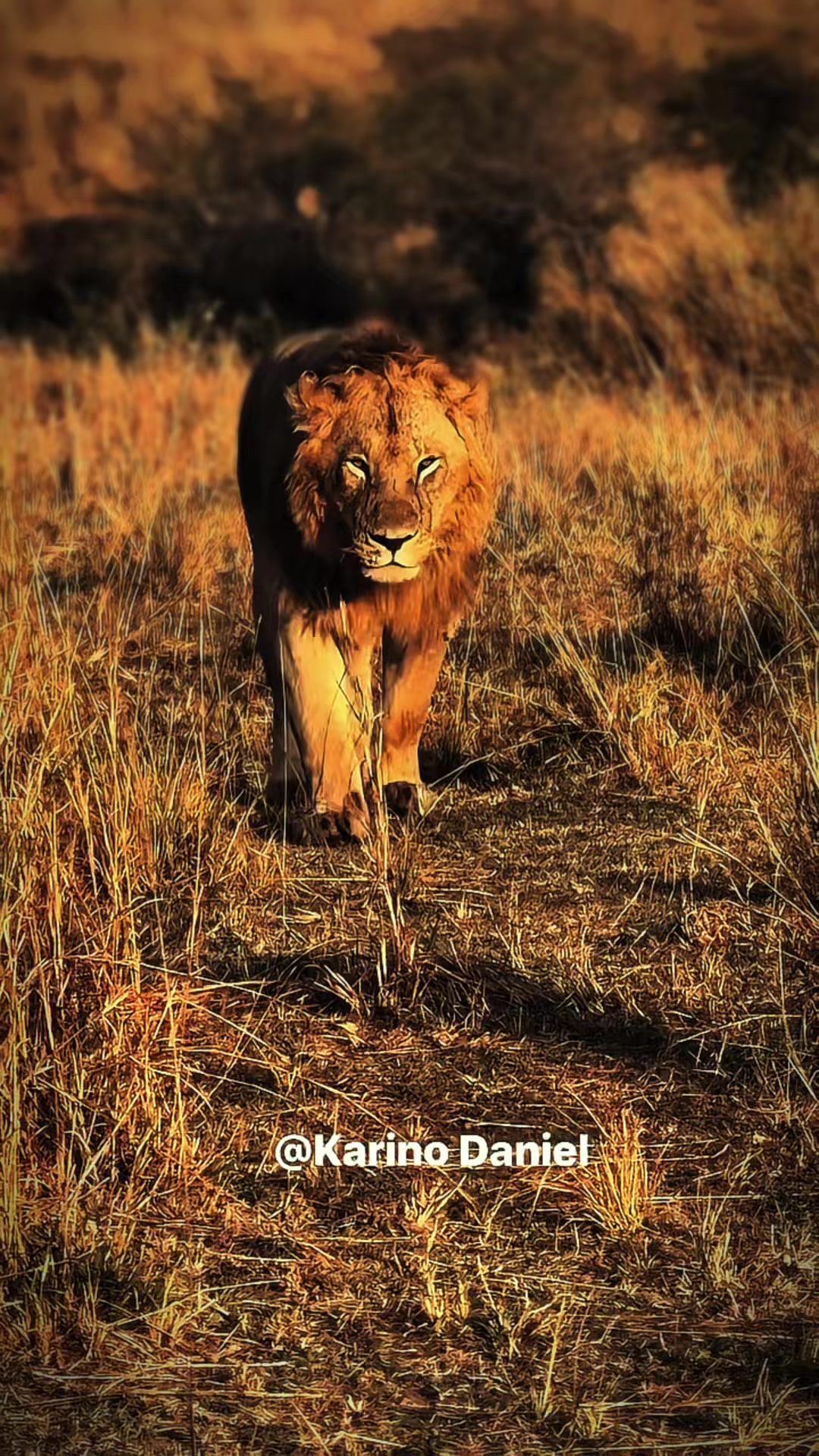 @lion_world5