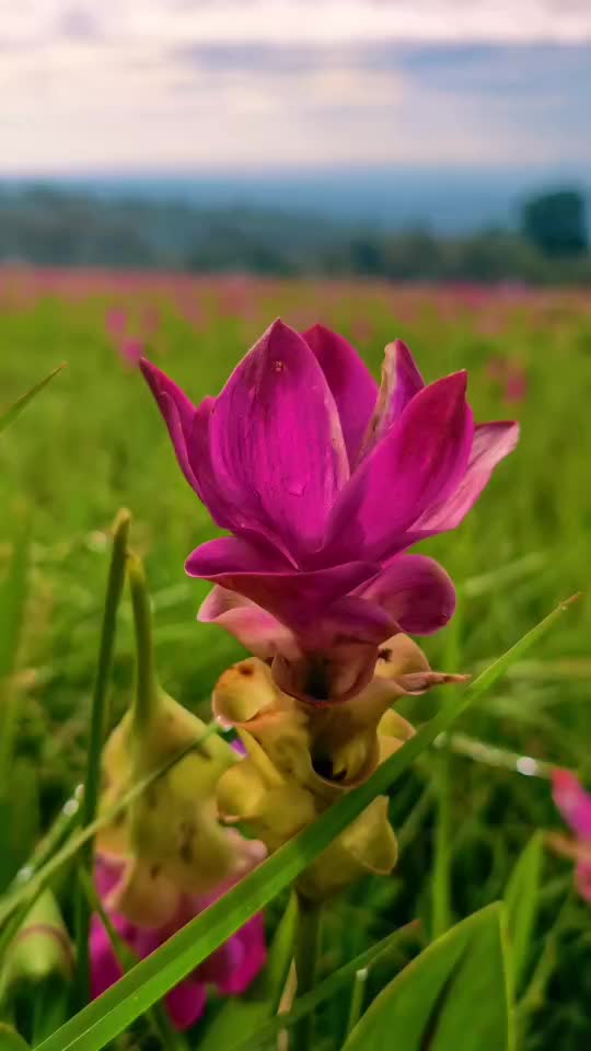 @Kitiphan Ti