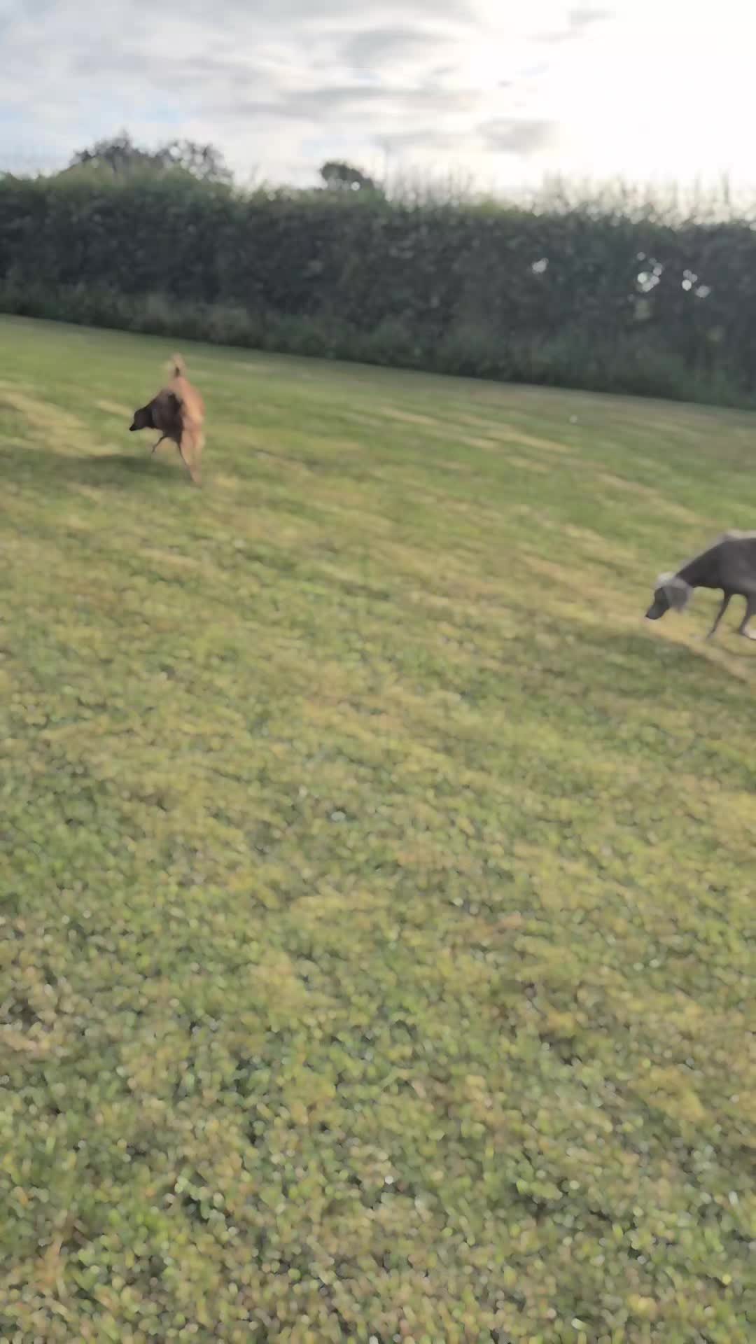 @Sabsky weimaraners