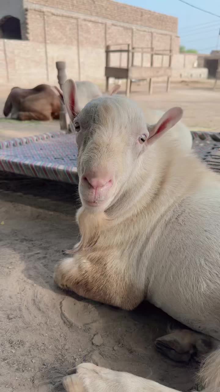 @Sheikh Goat & Cattle Farm