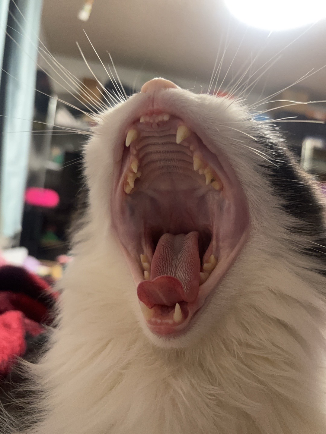 @☆𝓼𝓴𝔂♡ɴᴏᴀʜ ᴋᴀʜᴀɴs ᴠᴇʀsɪᴏɴ
