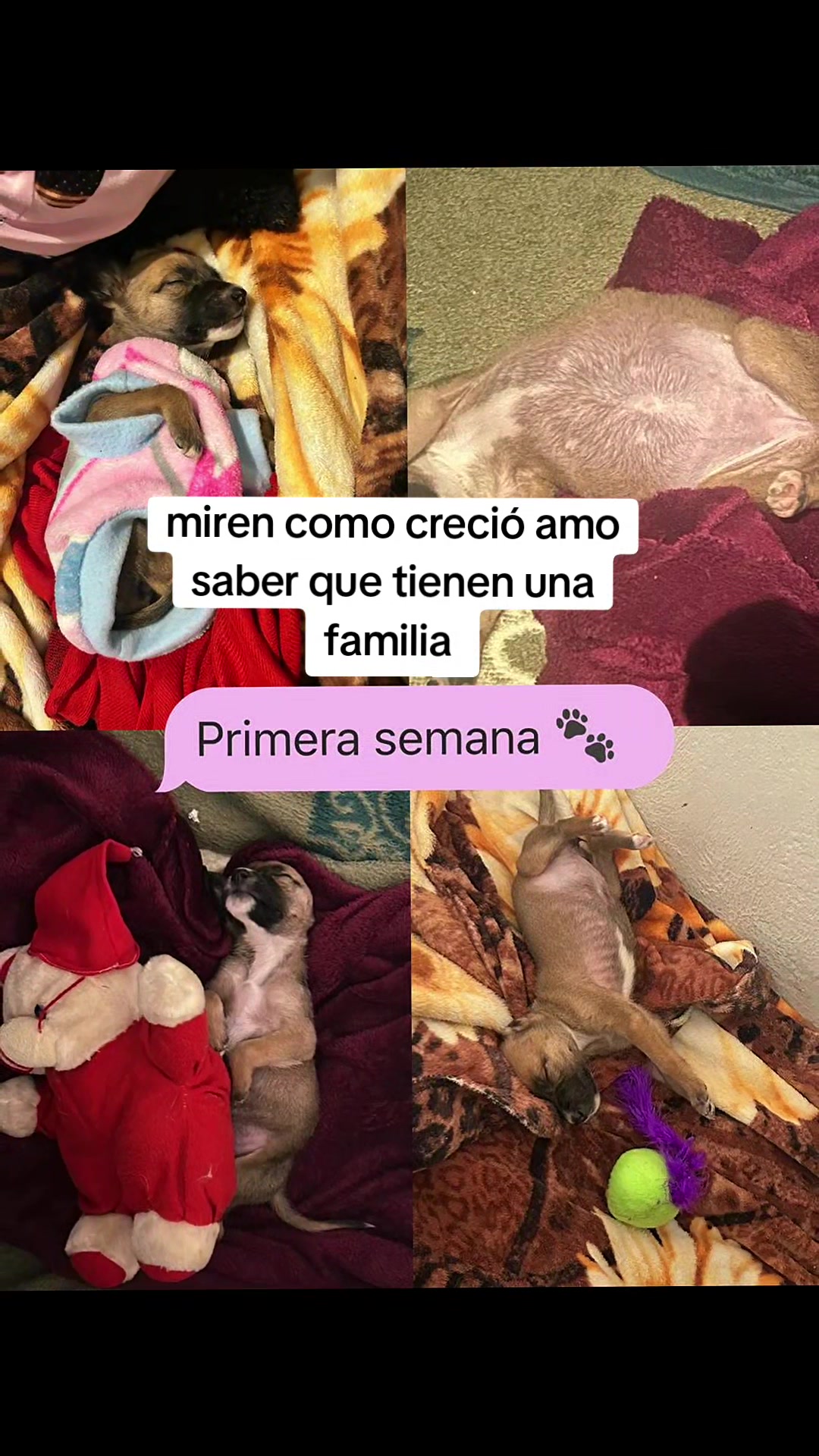 @rescate de perros guapos 😚