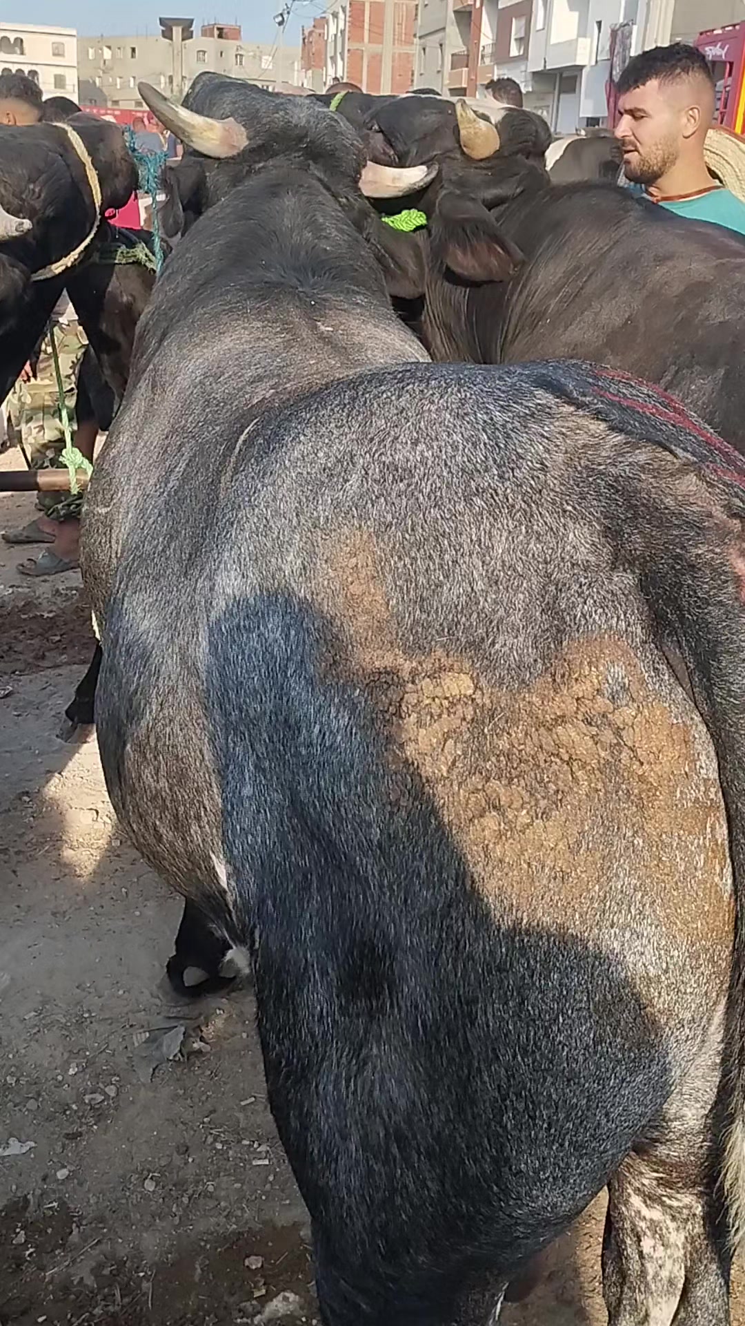 @علاء كرومة