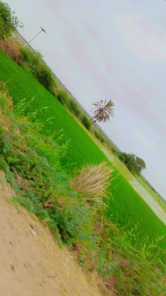 @علی محمد سلمان خیل