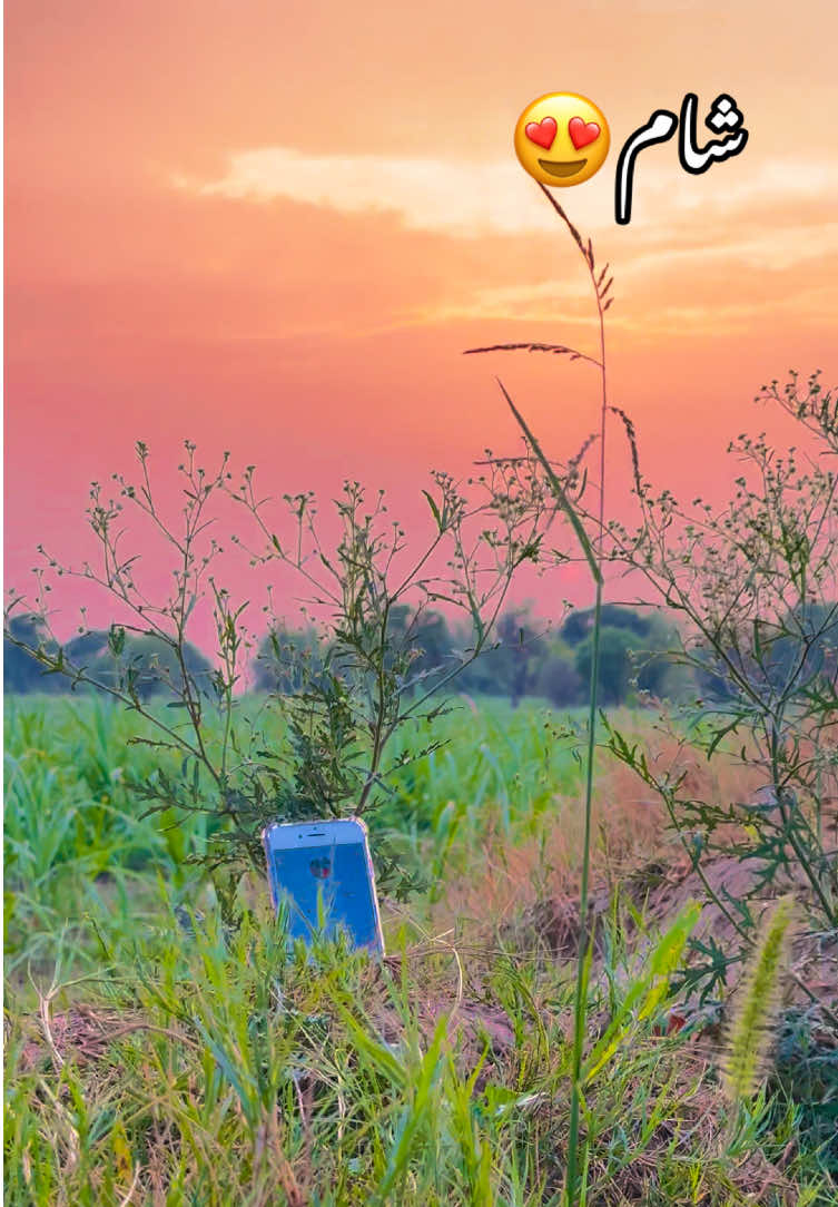@🥀میرا پنڈ دسوہہ۲۴۲ 🌾