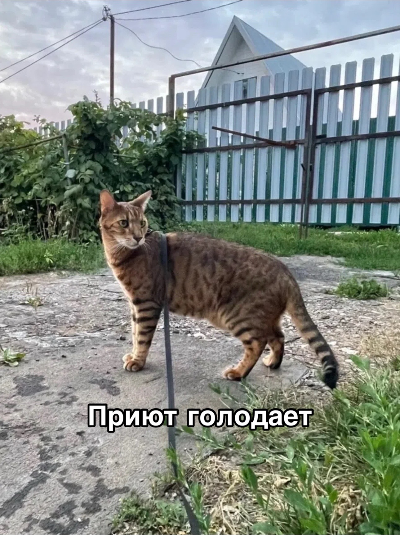 @Приют Потеряшка