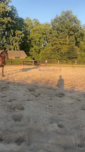 @Equi Roosje🇳🇱