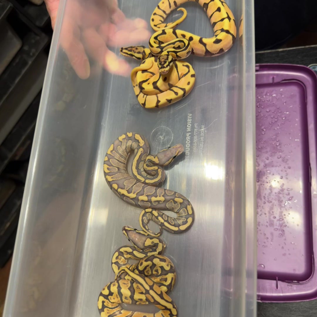 @Sallevallesnakes (jose)