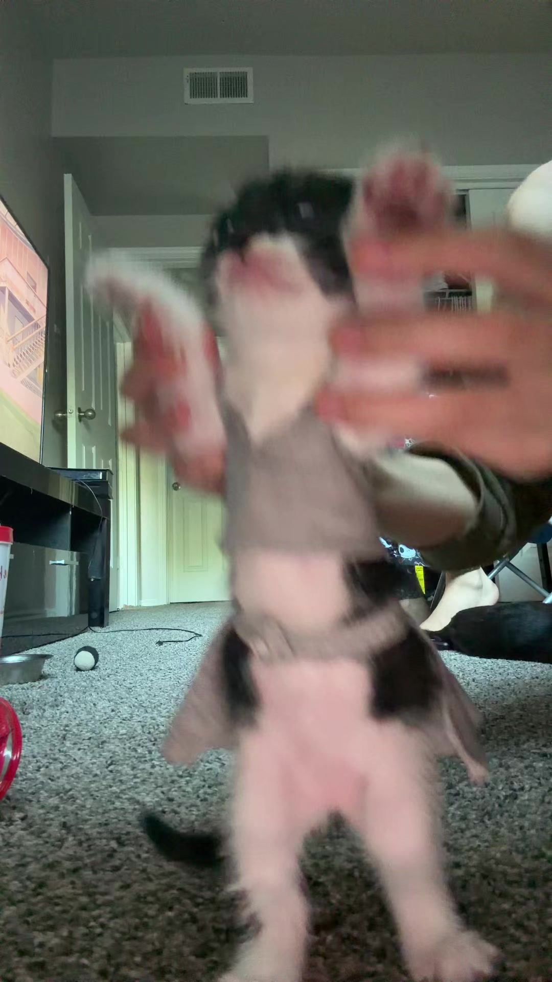 @cat_dancers