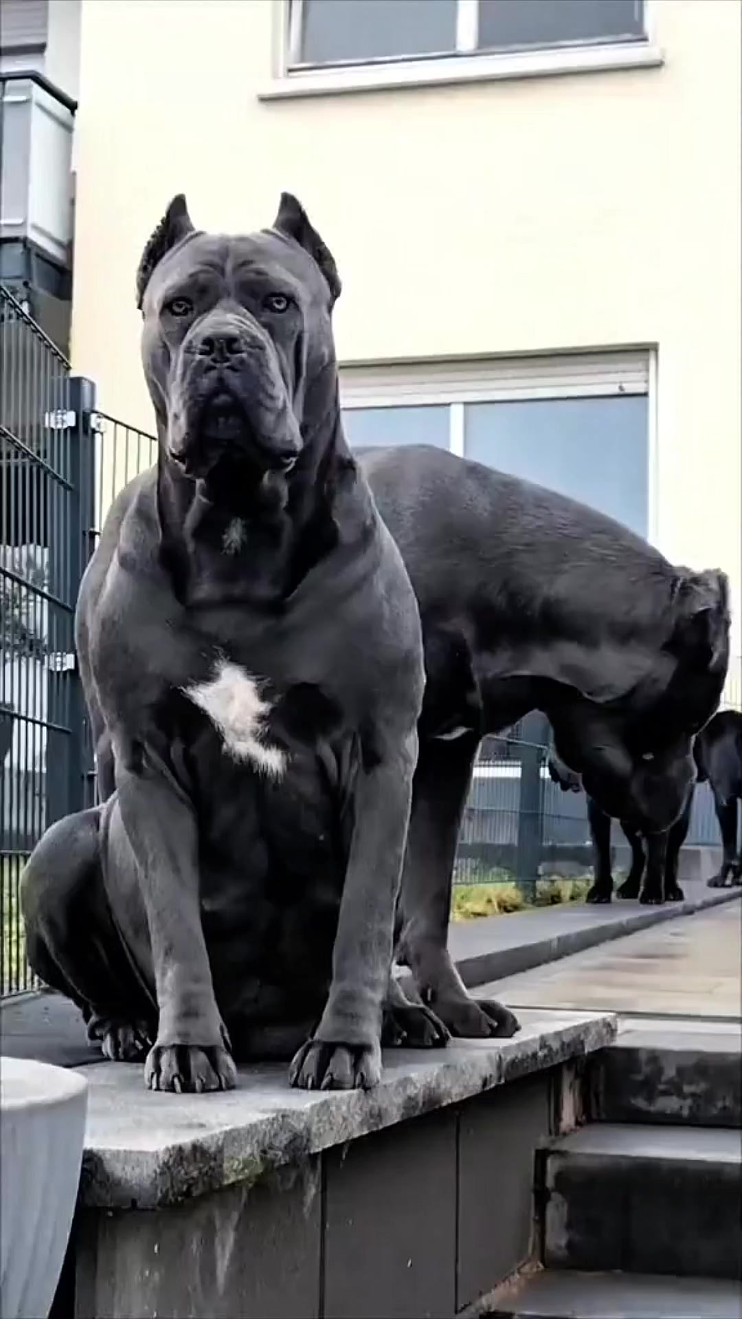 @Zona dos C&atilde;es