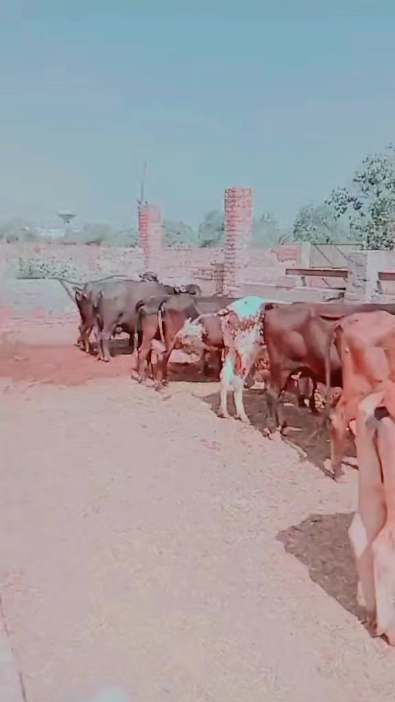 @Tahir_ch00