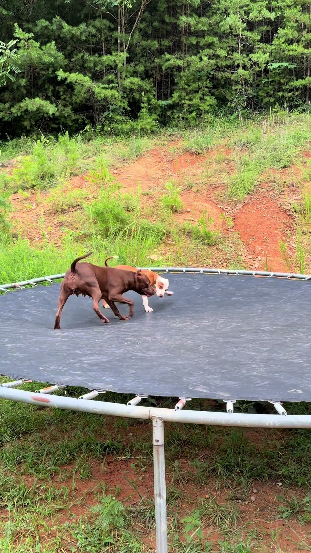 @WorldGoneMadKennels