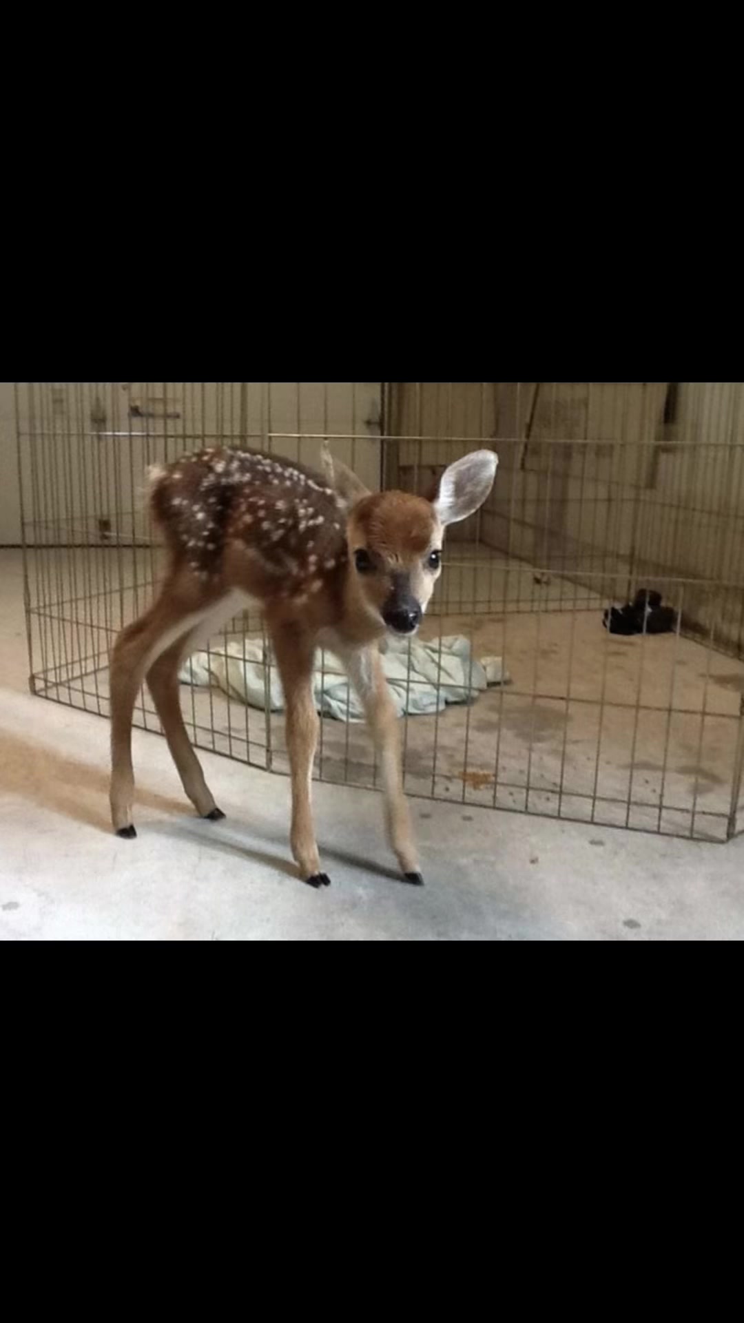 @⋆. 𐙚 ˚🩰 𝐿𝒾𝓃𝓃&eacute;𝒶 🦌.˚⊹ .