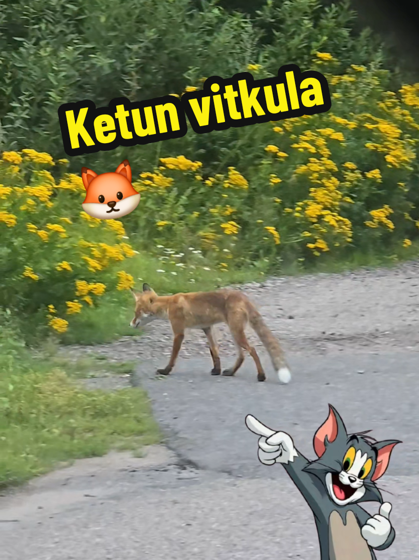 @Jussipoika
