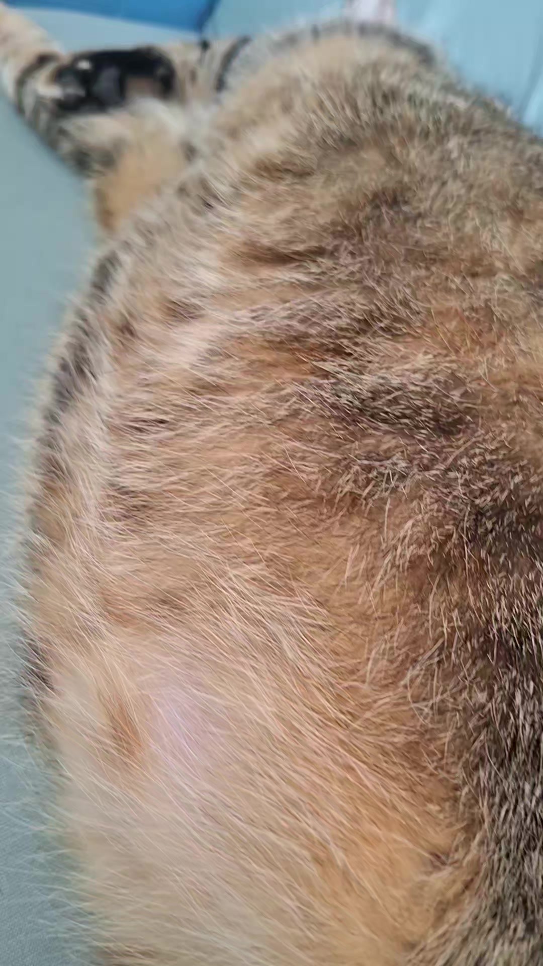 @KAI 🐈 Y  LUA🐈&zwj;⬛