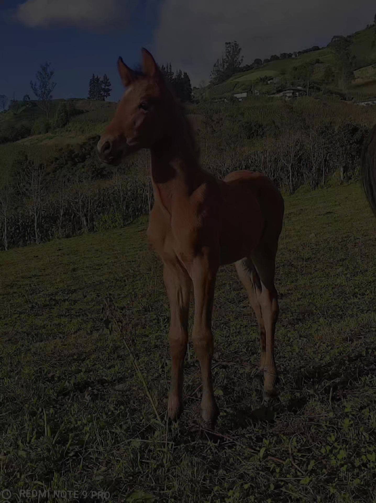 @Galante🐎