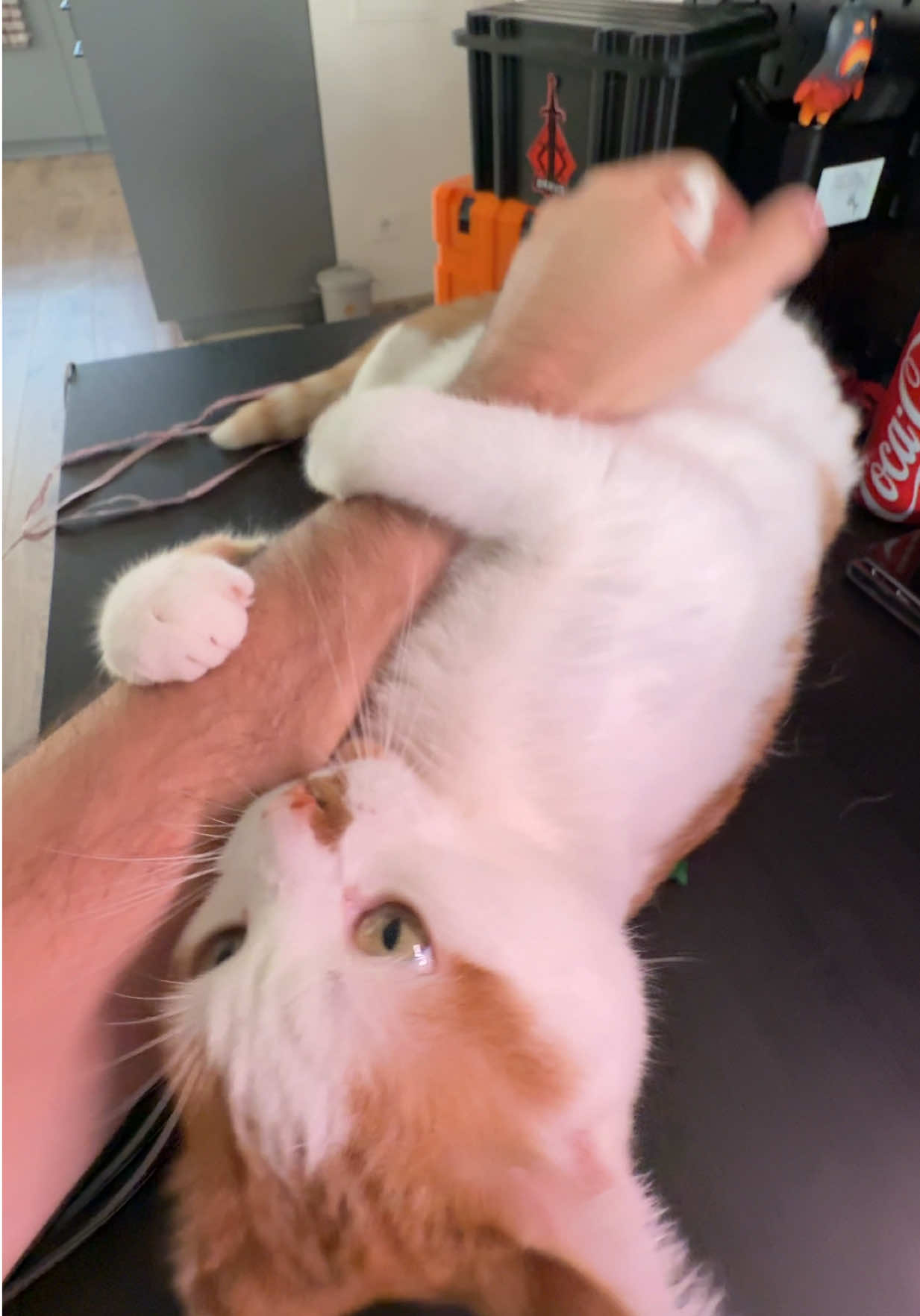 @Amur🐱