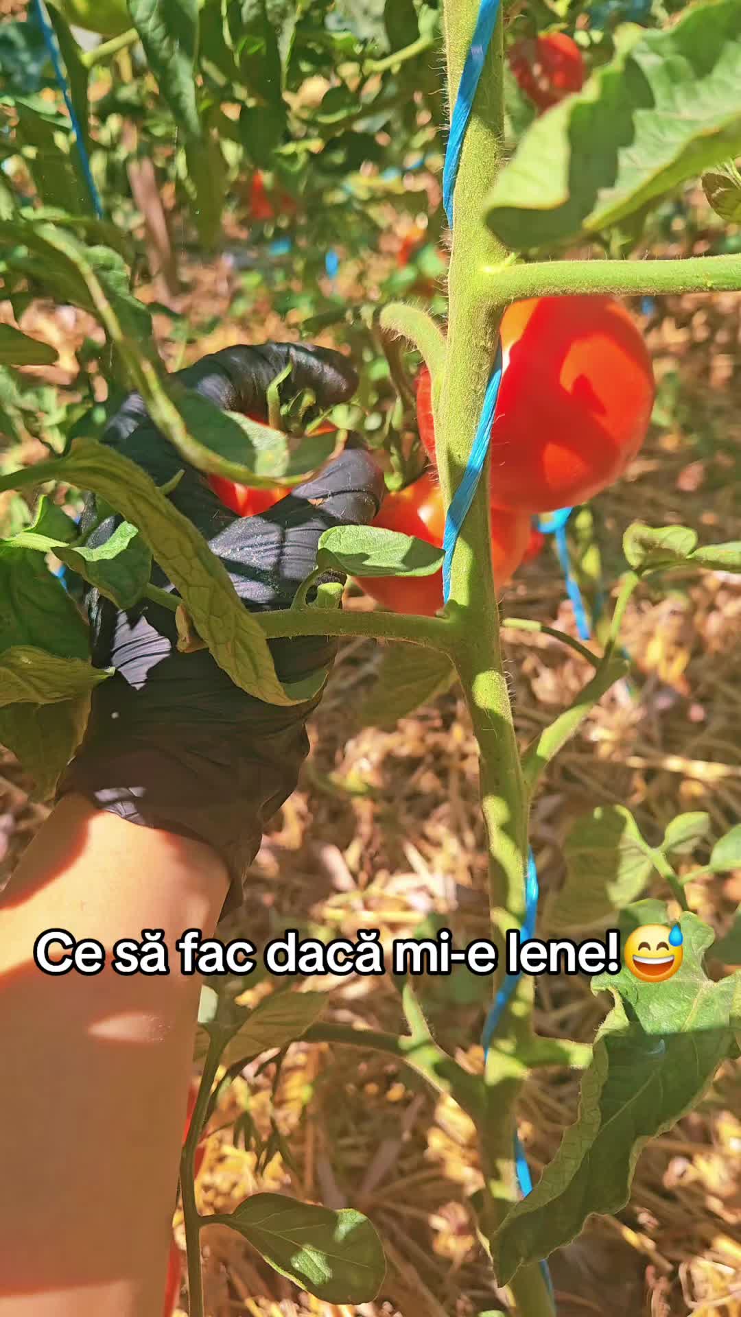 @✨️Maria Gutanu ✨️