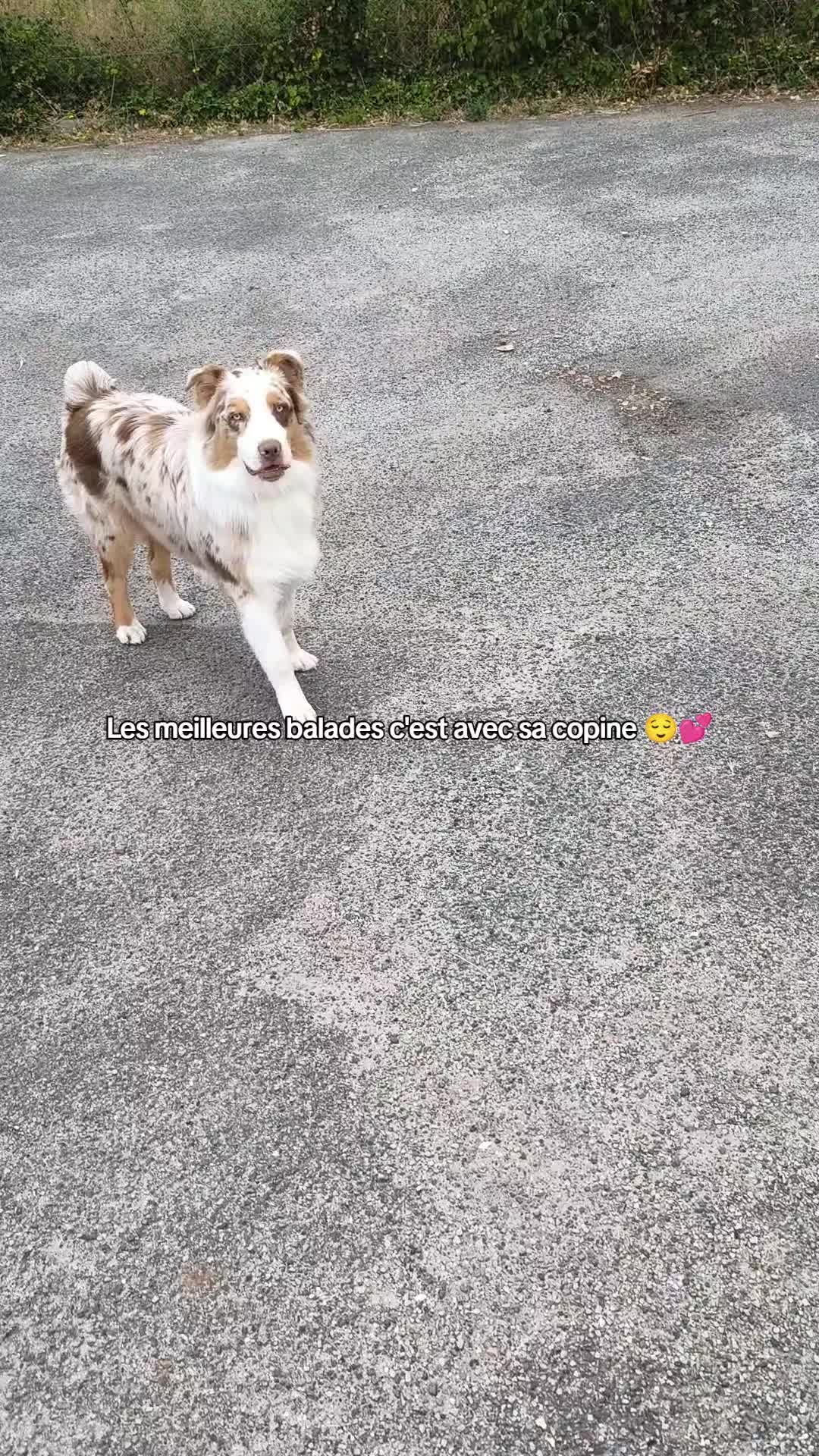 @Asta 🐻 Le petit frère 🤎