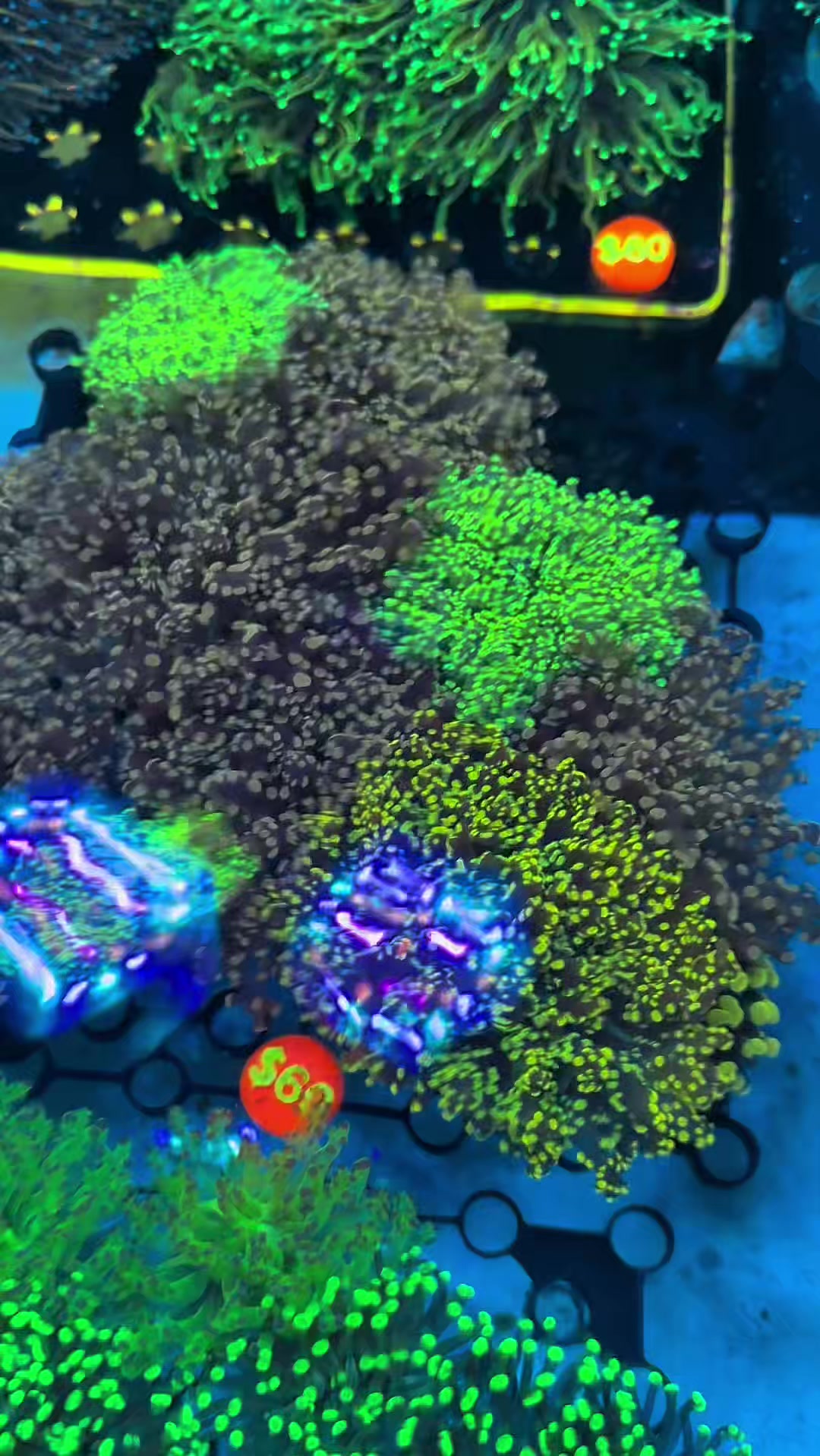 @Reeftogo