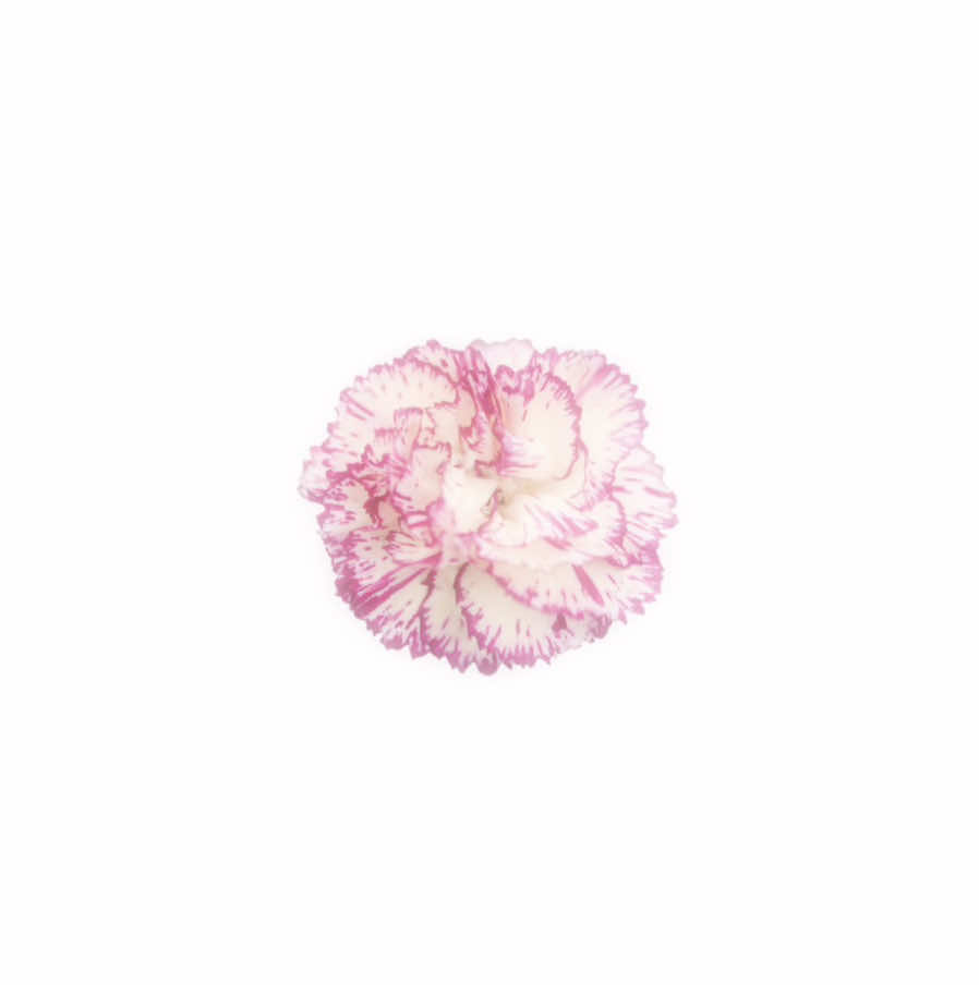 @˖ . ݁𝜗𝜚 Tiphereth / Ryan