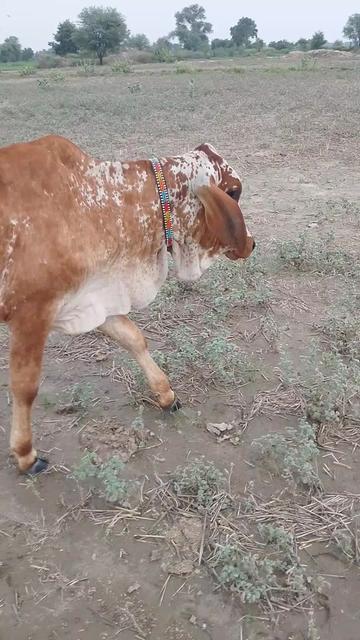 @🐄🐄🐄🐄🥀🥀🥀❣️❣️03287490091