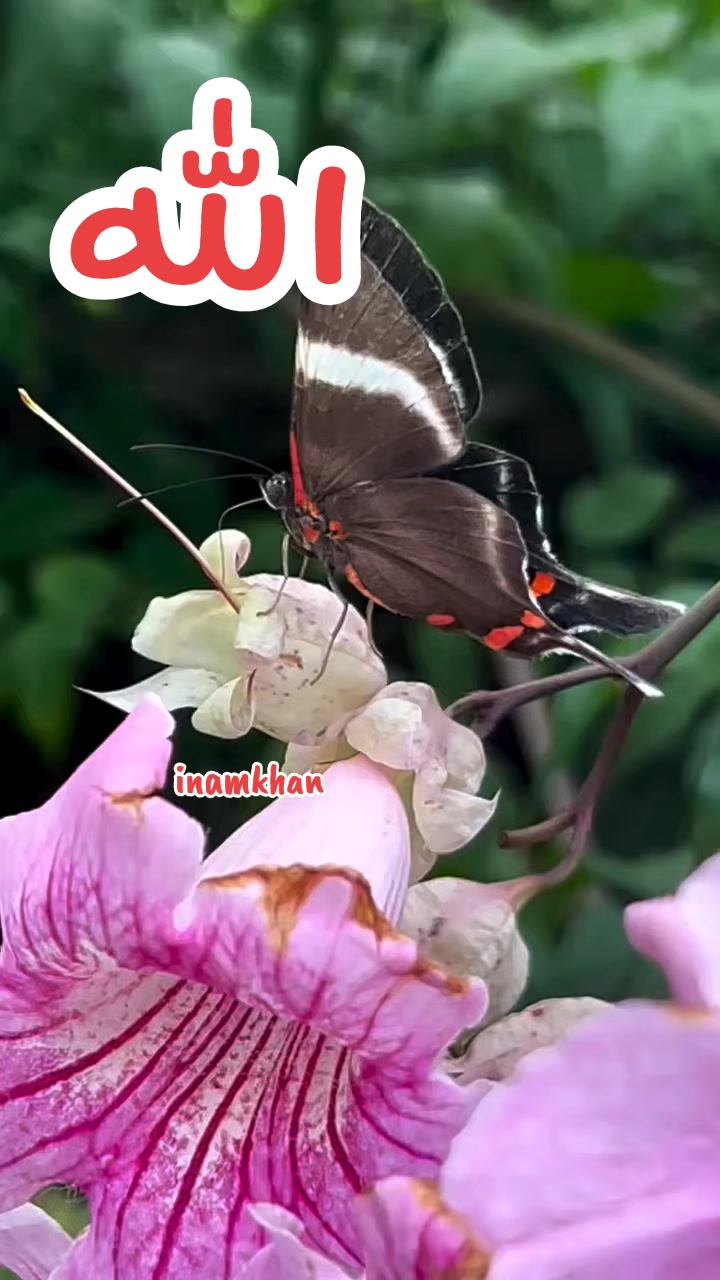 @ENAAM KHAN🤲✨️
