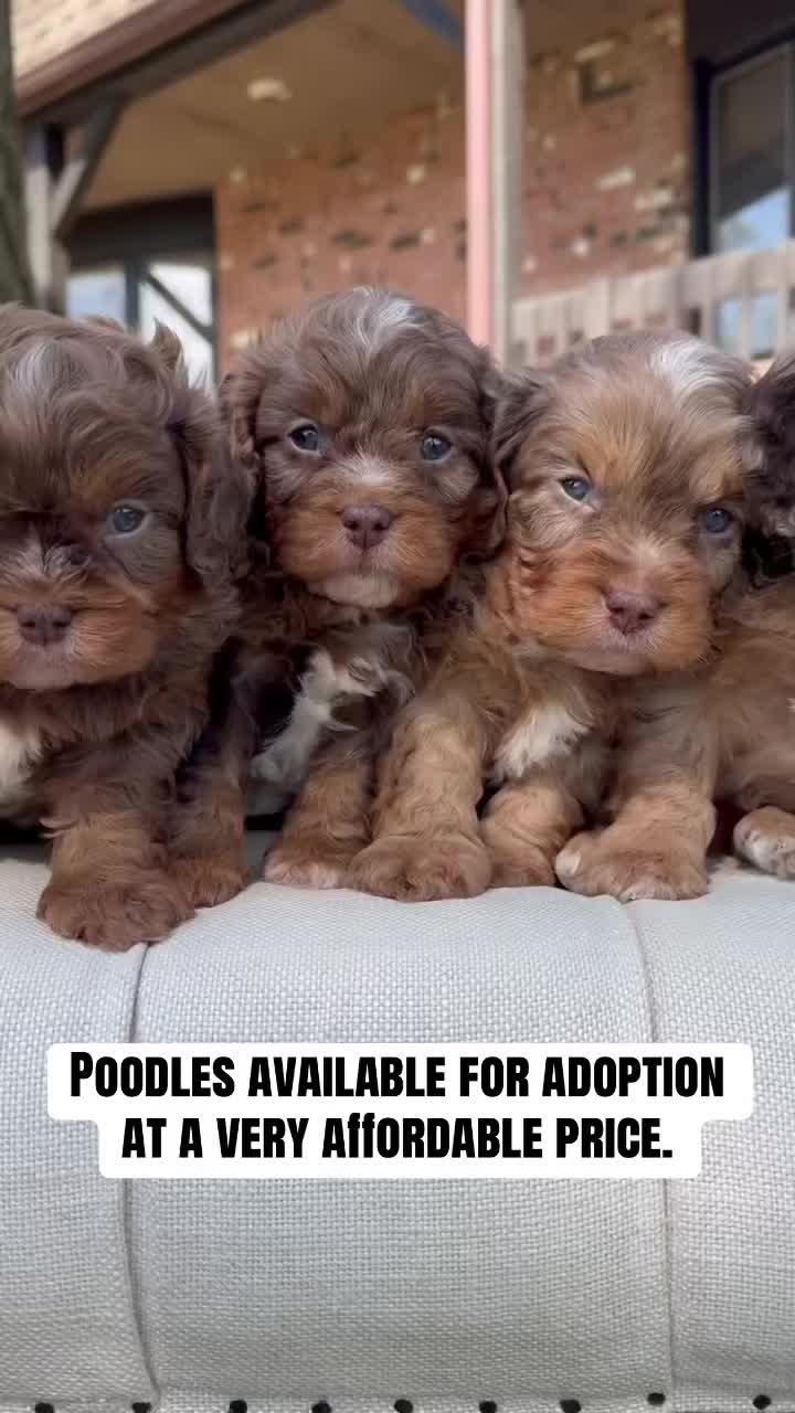 @Steph poodle Babies