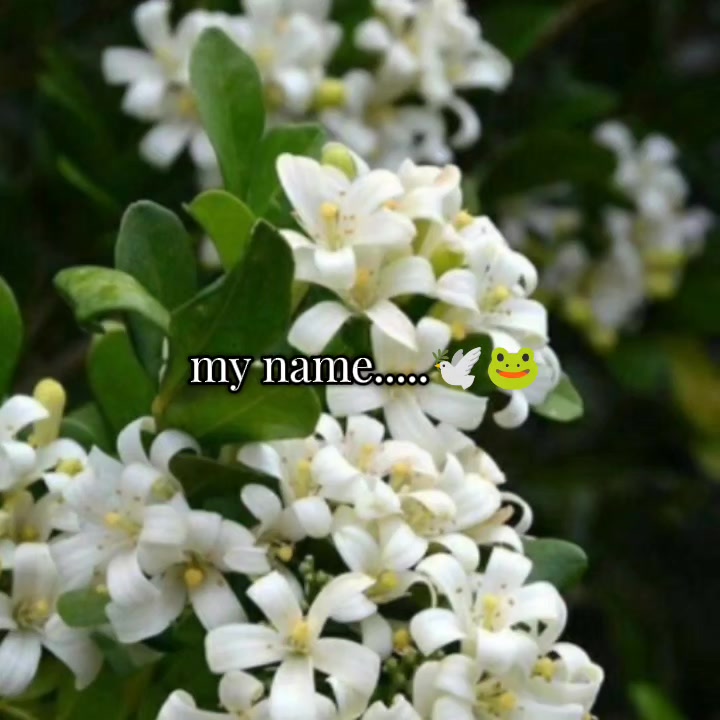 @🌸JUSSI_&iexcl;!🌷