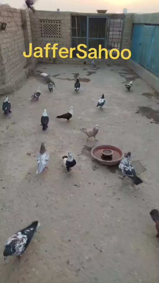 @J@£!R S@H00 111🦅