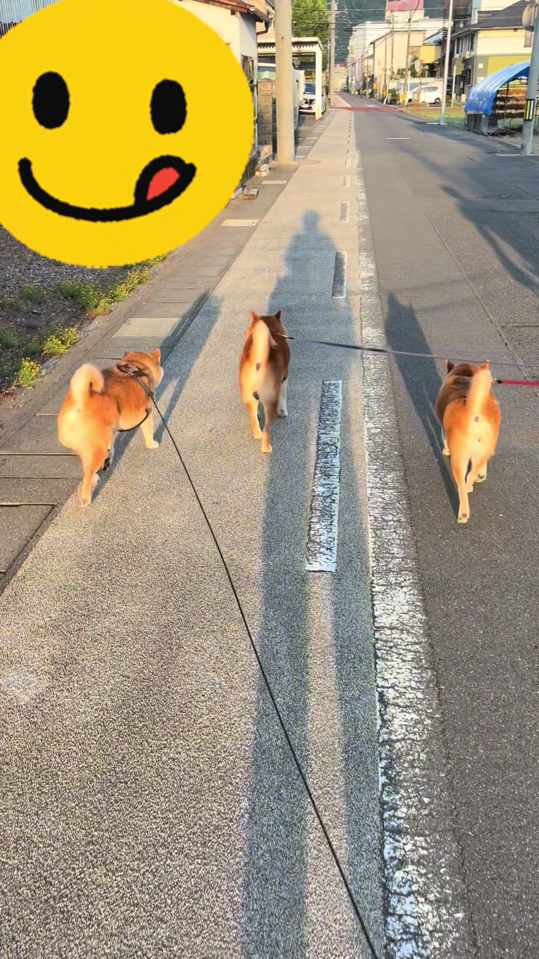 @柴犬虎徹
